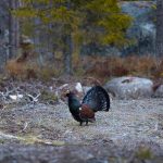 Majestic capercaillie displaying its feathers in a tranquil Finnish forest setting.